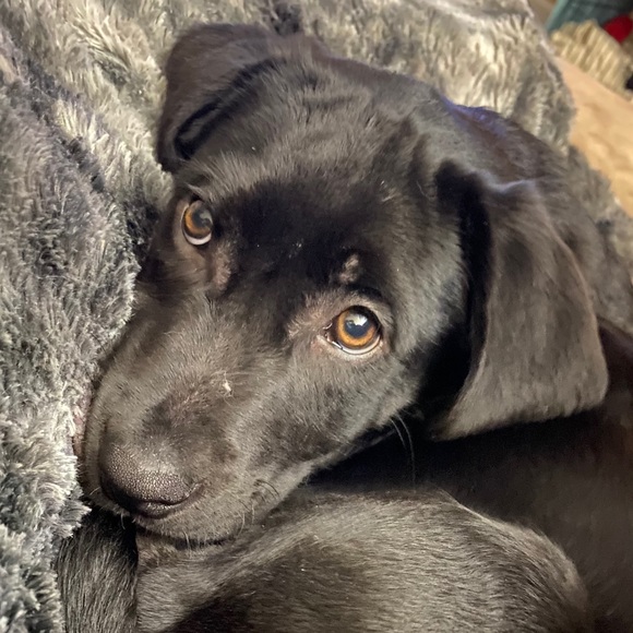 Meet your Posher, Hannah - Picture 1 of 1